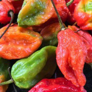 King Chilli/Raja Mirchi(Fresh)